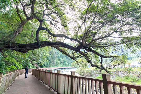 仰拍大树枝