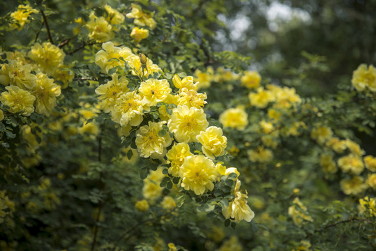 盛开的黄刺玫花