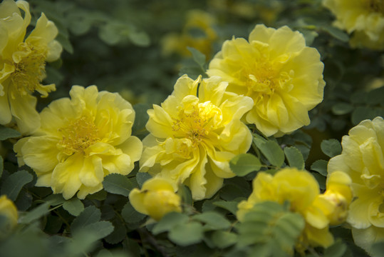 盛开的黄刺玫花