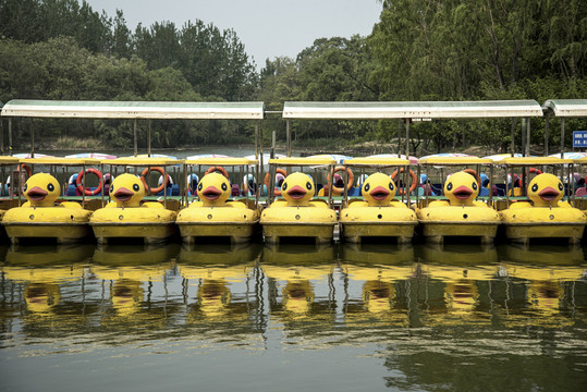 排列整齐的黄鸭游船
