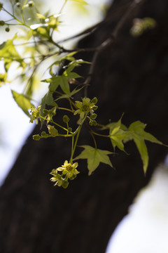 枫树花开枫树枫叶