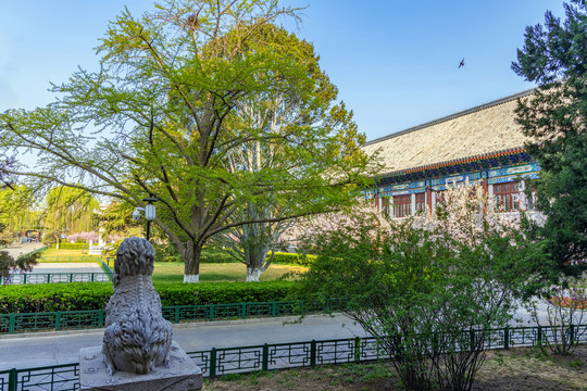 麒麟守护的北京大学校园