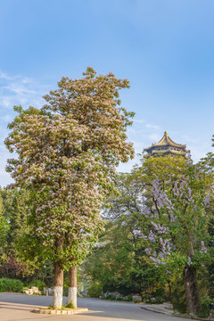 北京大学一树繁花与博雅塔