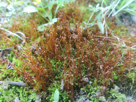 野草小草