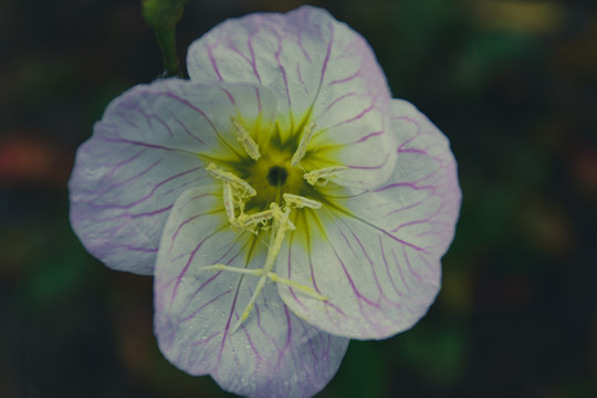 月见草花特写