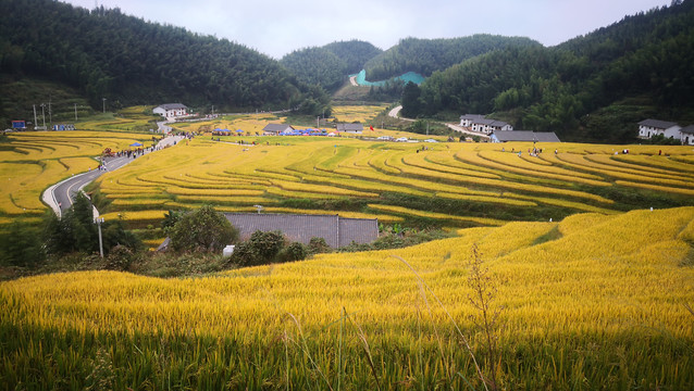 梯田水稻