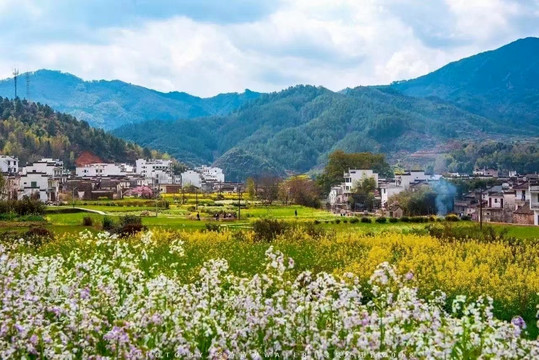 乡村油菜花海