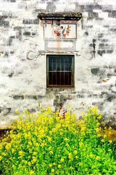 油菜花与土墙