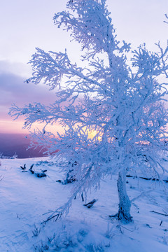 雪地白桦树雾凇