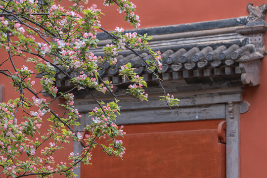 北京故宫庭院建筑和春天鲜花