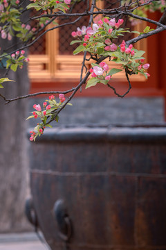 北京故宫庭院建筑和春天鲜花