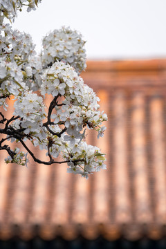 北京故宫庭院建筑和春天鲜花