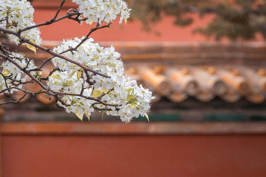 北京故宫庭院建筑和春天鲜花