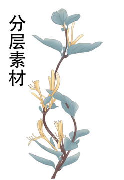 金银花插画