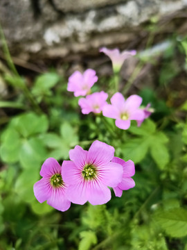 红花酢浆草