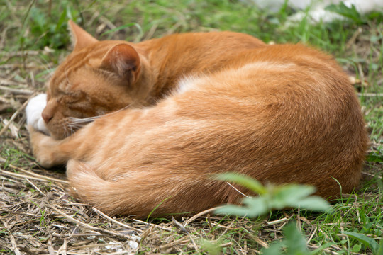 睡觉的野猫