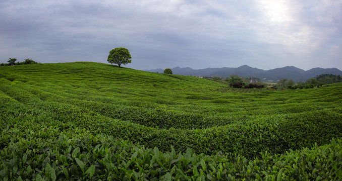 绿色茶园