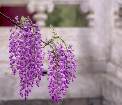 古建筑里的紫藤花