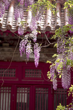 孔庙里的紫藤花盛开