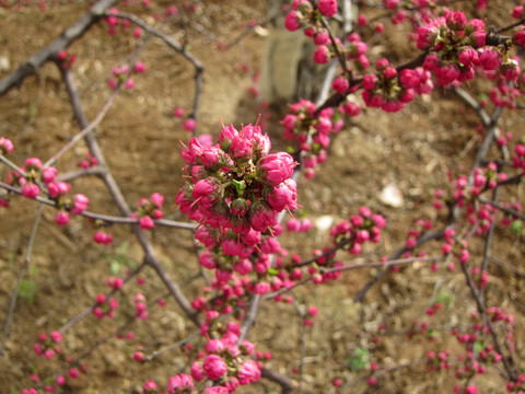 初春绽放的桃花