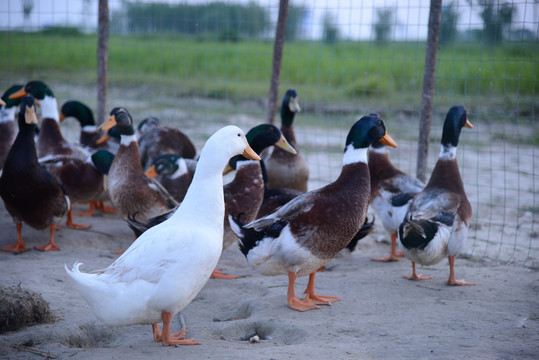 鸭子养殖业