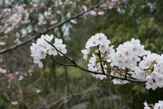 梨花特写