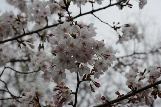 梨花白色