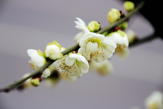 梨花特写