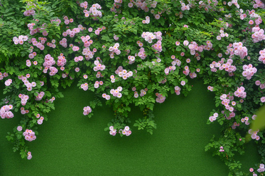 蔷薇花装饰墙