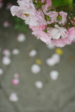 粉蔷薇
