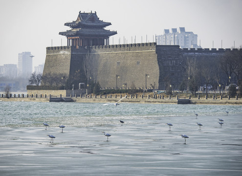 白鹭