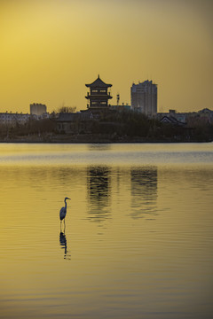 白鹭