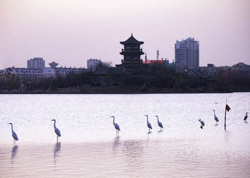 白鹭