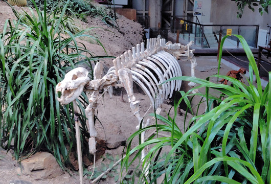 第四纪冰川巨鬣狗骨骼化石