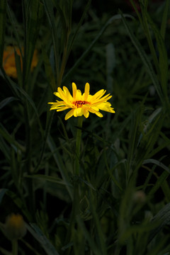 草原上的野花金盏菊