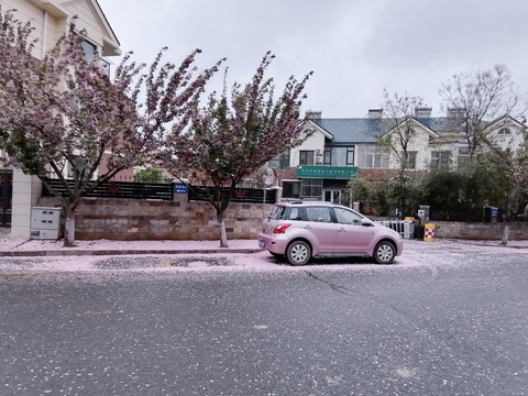 樱花树下的小汽车