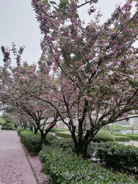 雨中的樱花树