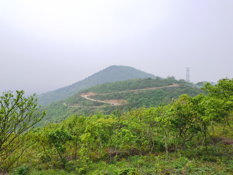 丘陵山地绿化