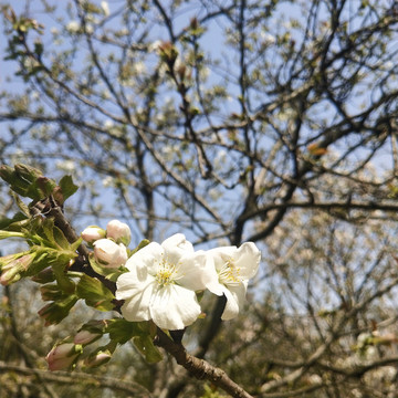 樱花花