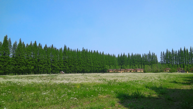 蓝天树林草地