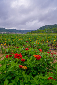 南泥湾花海