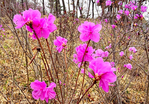 杜鹃花