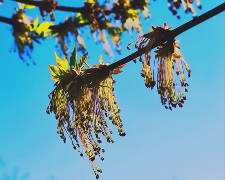 槭树开花