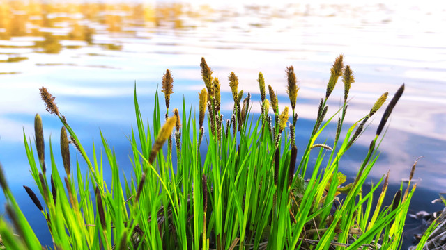 湖边绿草