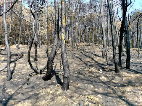 被山火野火烧过森林