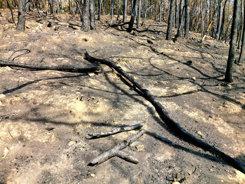 被山火野火烧过森林