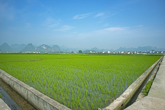 春耕水稻田