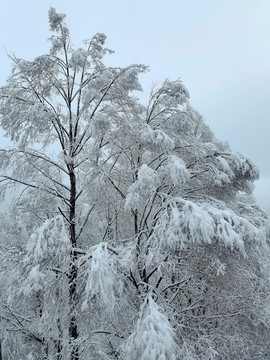 春天的雪挂