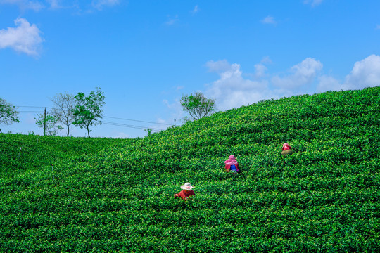 茶山