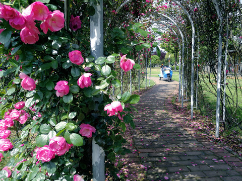 玫瑰花拱门
